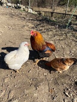 Mladý kohút Arakauna