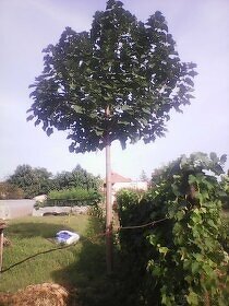 Cisársky strom Paulownia Shan tong,R-112,9503