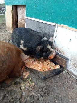Kune kune