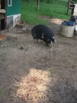 Kune kune