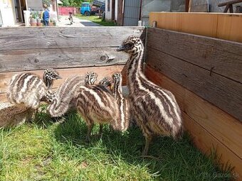 Emu