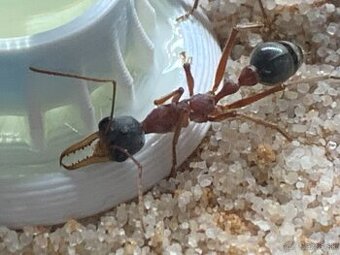 Myrmecia nigriceps - Australský býk
