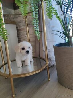 Maltezák šteniatko