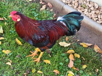 Ponúkam na predaj kohútika na ďalší chov