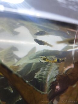 endlerky yellow tiger