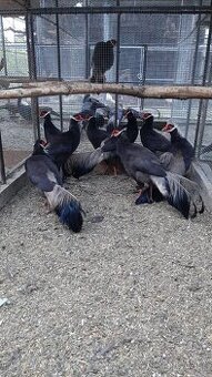 Bažanty usaty hnedy