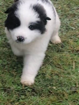 Na predaj kríženec Bernardín a Slovenský čuvač