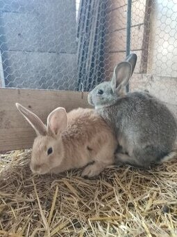 ‼️Samice zajace‼️AKTUÁLNE DO ZMAZANIA ‼️