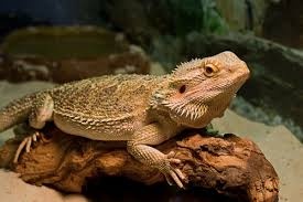 Agamy - 1