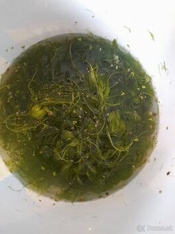 Akvarijne rastliny