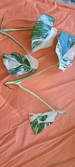 Monstera albo - 1