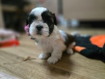 Shi-tzu