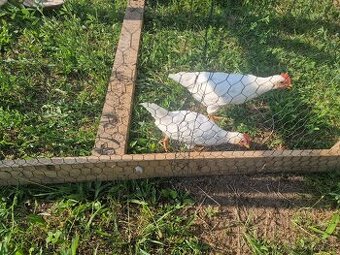 Darujem Leghorn kohuta