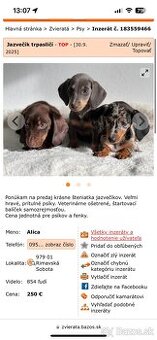 Hľadám majiteľov jazvečík trpaslíči