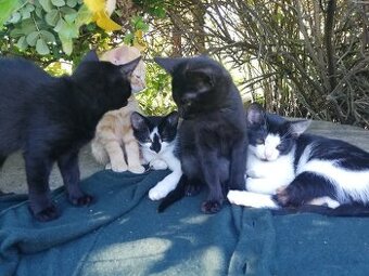 Darujeme krásne, prítulné mladé mačičky