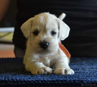 Bradáč malý biely s PP