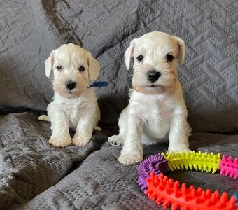 Bradáč malý biely s PP