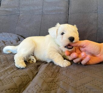 Bradáč malý biely s PP