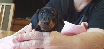 Jazvečík krátkosrstý trpasličí - sučka s PP