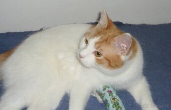 HĽADÁ SA DOBRÁ RODINKA