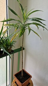 Izbove rastliny - kvety