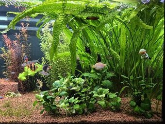 Rastlina Cryptocorine