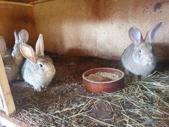 4-mesačné samičky