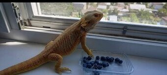 Agama a terarium plus všetka výbava