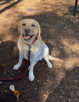Darujeme psa plemena labradorský retriever