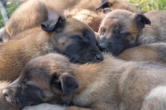 Belgický ovčiak malinois šteniatka s PP rodokmeňom