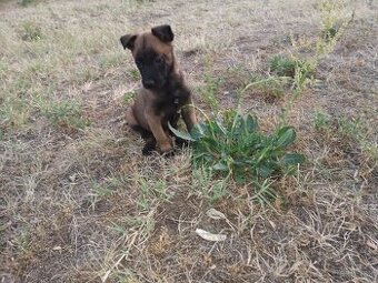 Belgicky ovčiak Malinois
