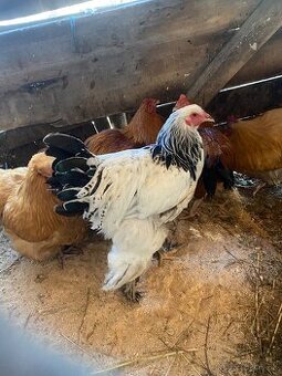 Predam kohuta brahmanka biela kolumbia