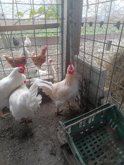 Kohúty - gazdovský mix - 1