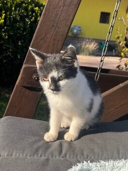 Darujem čiernobiele mačiatko