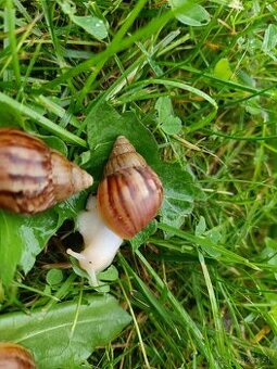 Slimák africký - 1