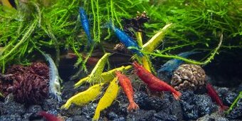 Kúpim Krevetky Neocaridina