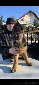 Šteniatka nemecký ovčiak s PP