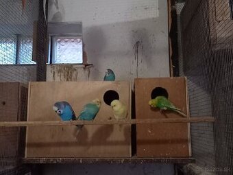 Predám Korely, Andulky