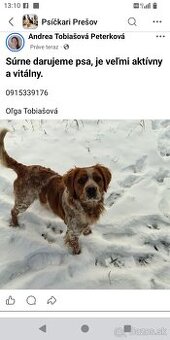 Darujeme psa Bretónsky stavač