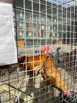 nasadove vajcia vlaška žltá