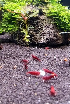 Predám krevetky Neocaridina Bloody Mary