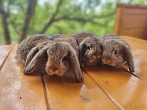 Zdrobnené králiky - barančeky