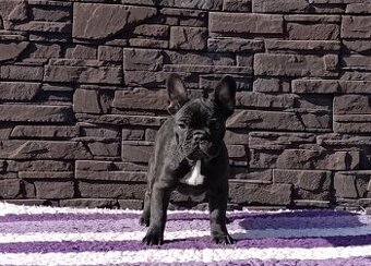 Francúzsky buldoček s PP/French bulldog