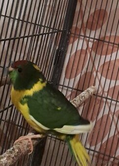 Kakariky
