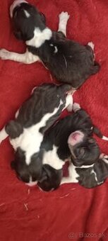 Bígl,Bigl,Beagle,Bigel šteniatka