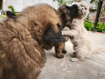 Leonberger šteniatka