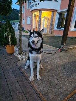 Ponúkam na krytie – čistokrvný Siberian Husky (4 roky)