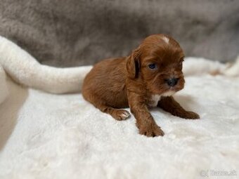 Cavapoo