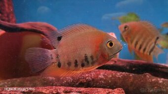 Americké cichlidy