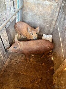 Mangalica